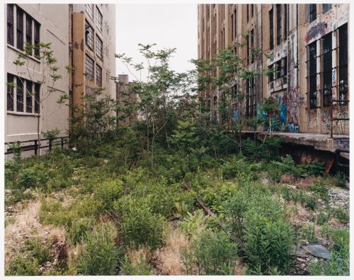Ailanthus Trees, 25th Street, from the series Walking the High Line