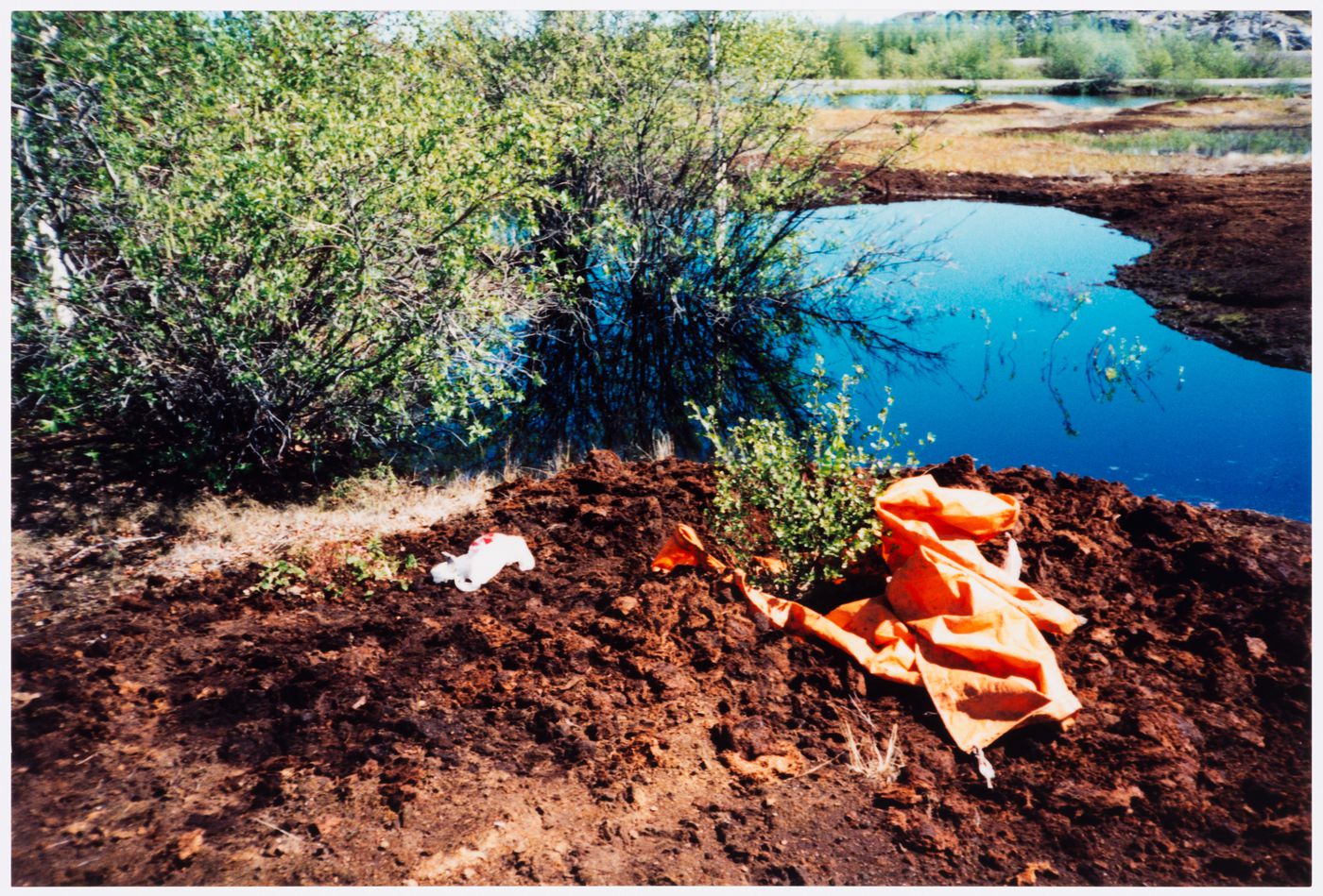 Photographs 7 and 8, test transplant and dwarf birch, Northwest Territories Legislative Assembly Building