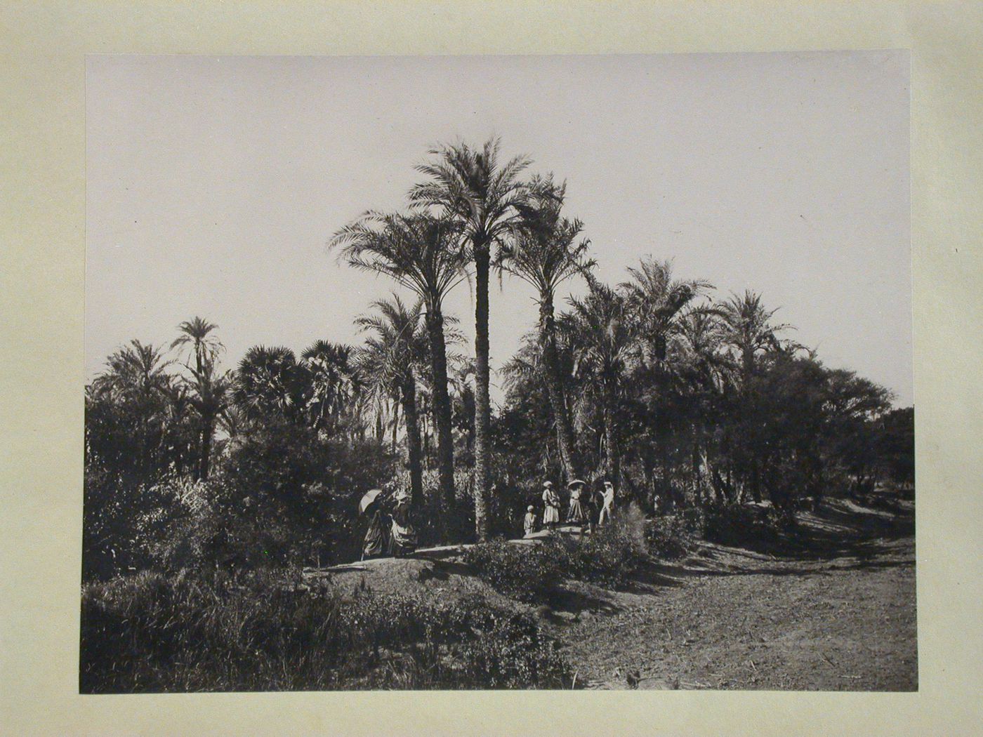Palms by the Nile bank, Egypt