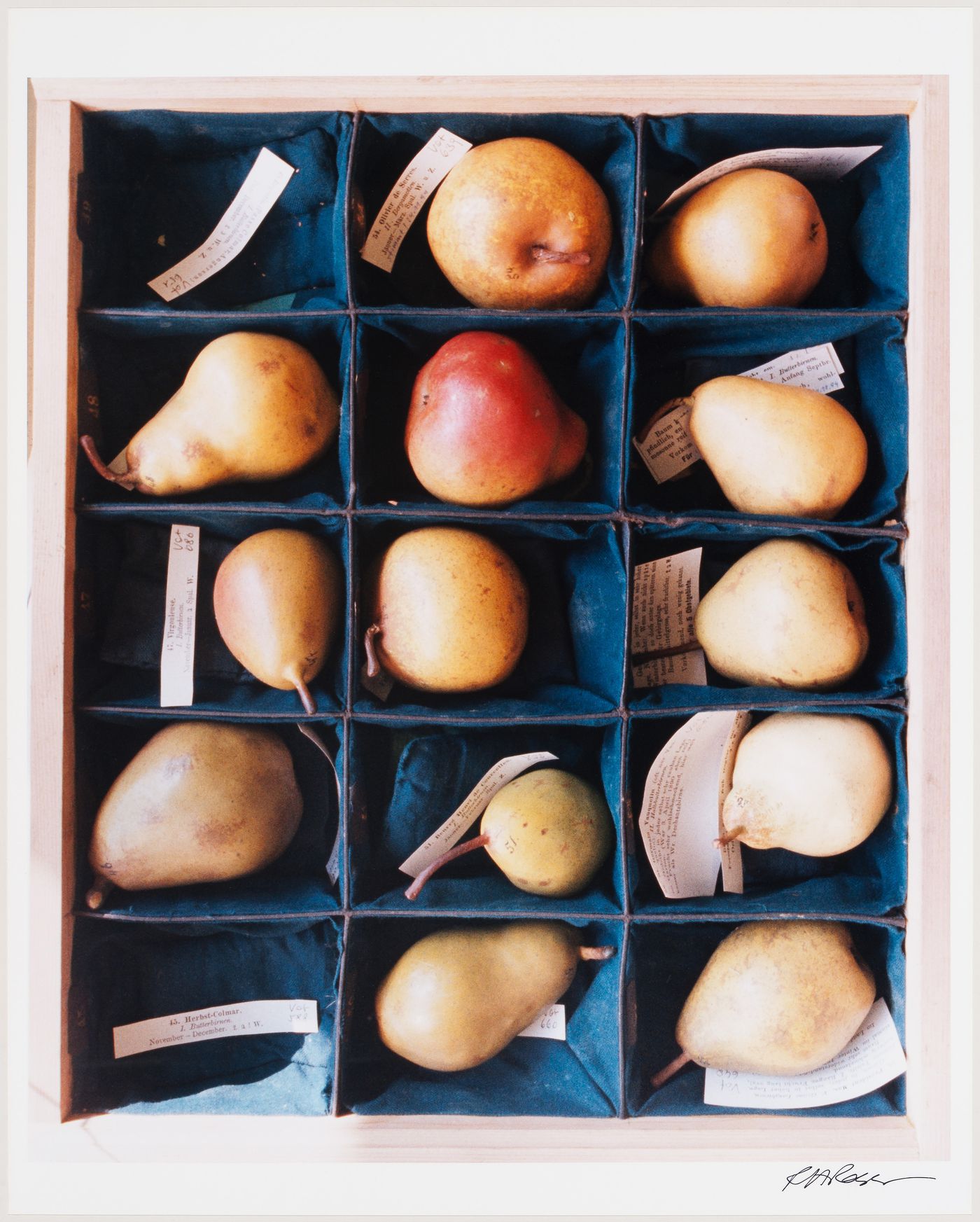 Close-up view of a box with compartments containing plaster pears and identifying labels, Joanneum Museum, Graz, Austria