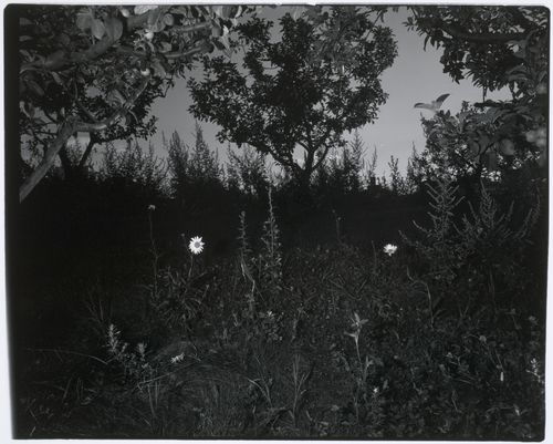 View of the orchard showing trees and daisies, CCA garden, Montréal, Québec, Canada