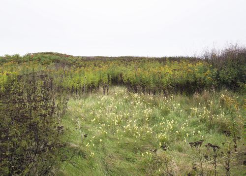 An Enduring Wilderness: Meadow, Tommy Thompson Park, Toronto