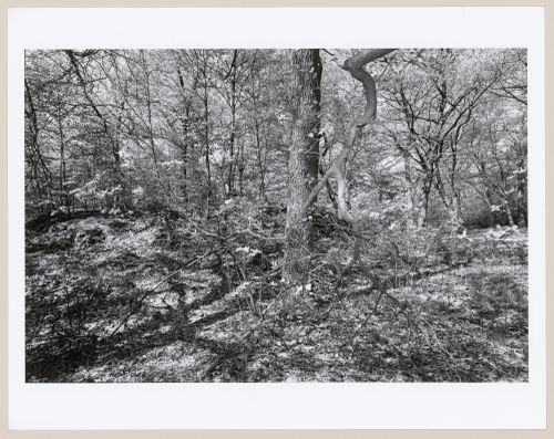 The wilderness, Franklin Park, Boston, Massachusetts