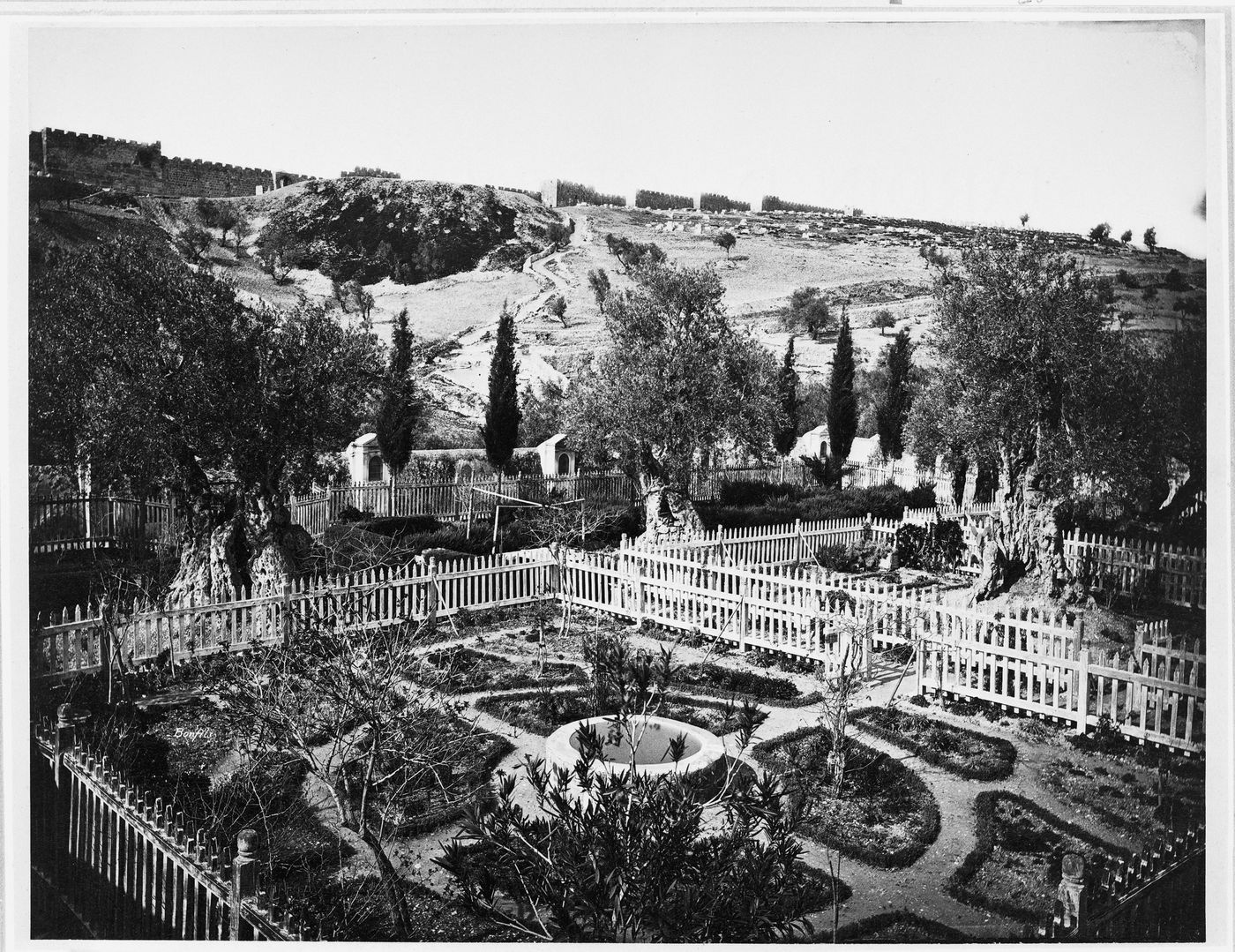Jardin de Gethsemane a Jerusalem