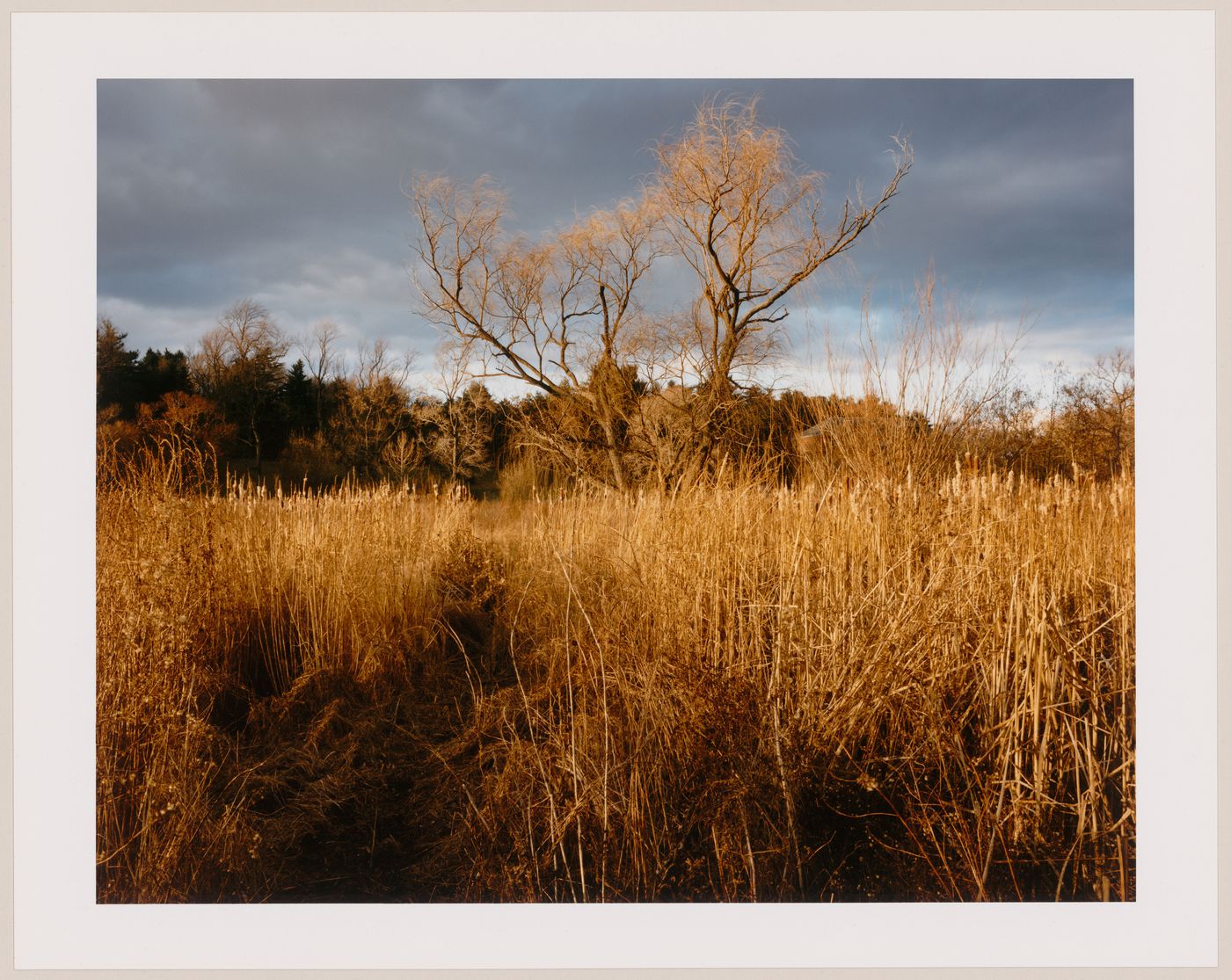 Viewing Olmsted: View of Marsh, Arnold Arboretum, Boston, Massachusetts