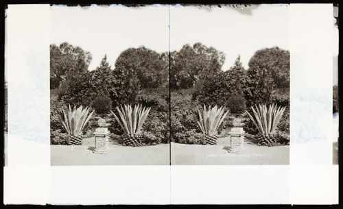 Stereograph of a garden with round sculpture on brick pedestal, century plants and foliage