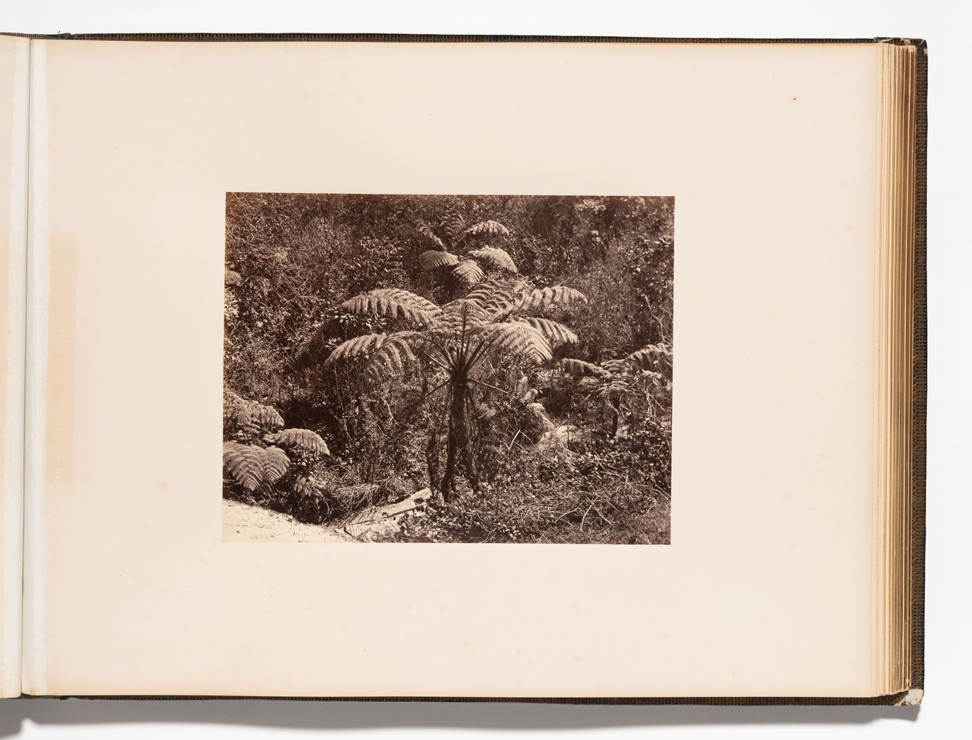 View of plants, Royal Botanical Gardens, Peradeniya, Ceylon (now Sri Lanka)