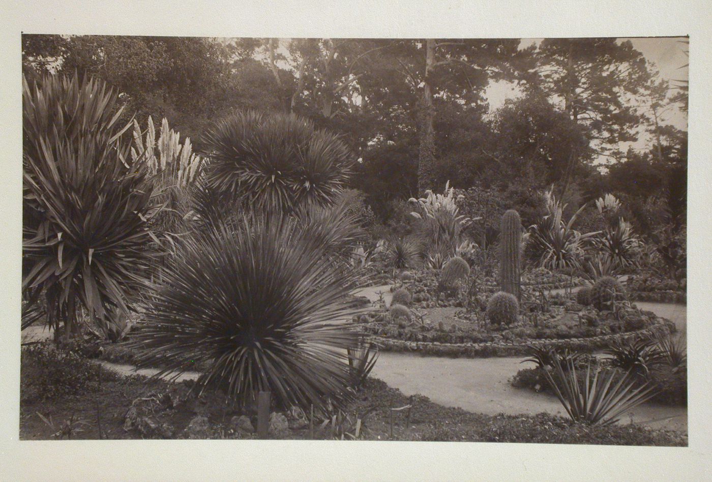 View of a garden, California [?]