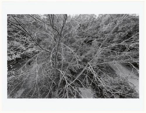 View from bridge towards Wards Pond, Muddy River Improvement, Muddy River, Boston, Massachusetts