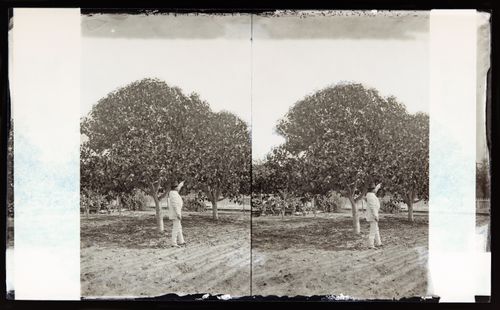 Stereograph of fig tree, Southern California, United States of America