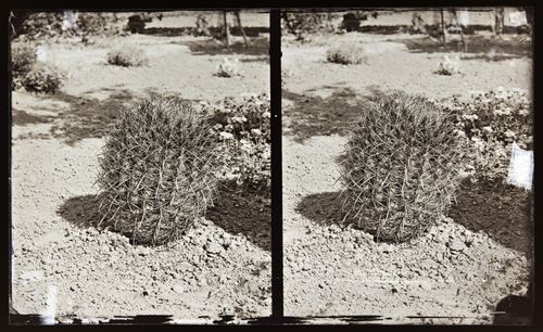 Stereograph of a fishhook barrel cactus, California, United States of America