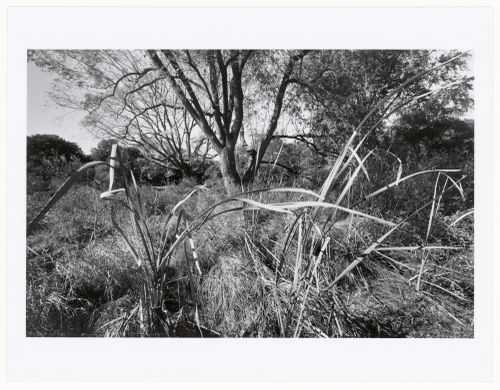 Muddy River Improvement, Muddy River, Boston, Massachusetts