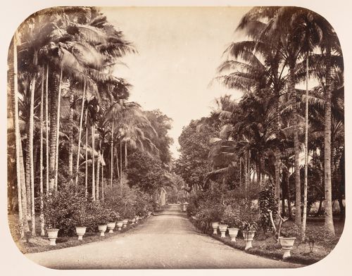 View of the tree-lined driveway to a private house, Semarang, Dutch East Indies (now Indonesia)