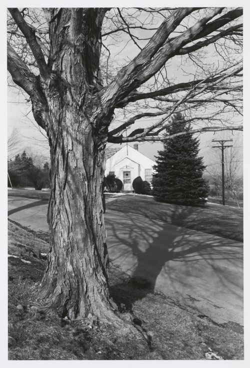 Suburban house seen at an angle from across the street, framed by a pine on right and a deciduous tree on left, Connecticut