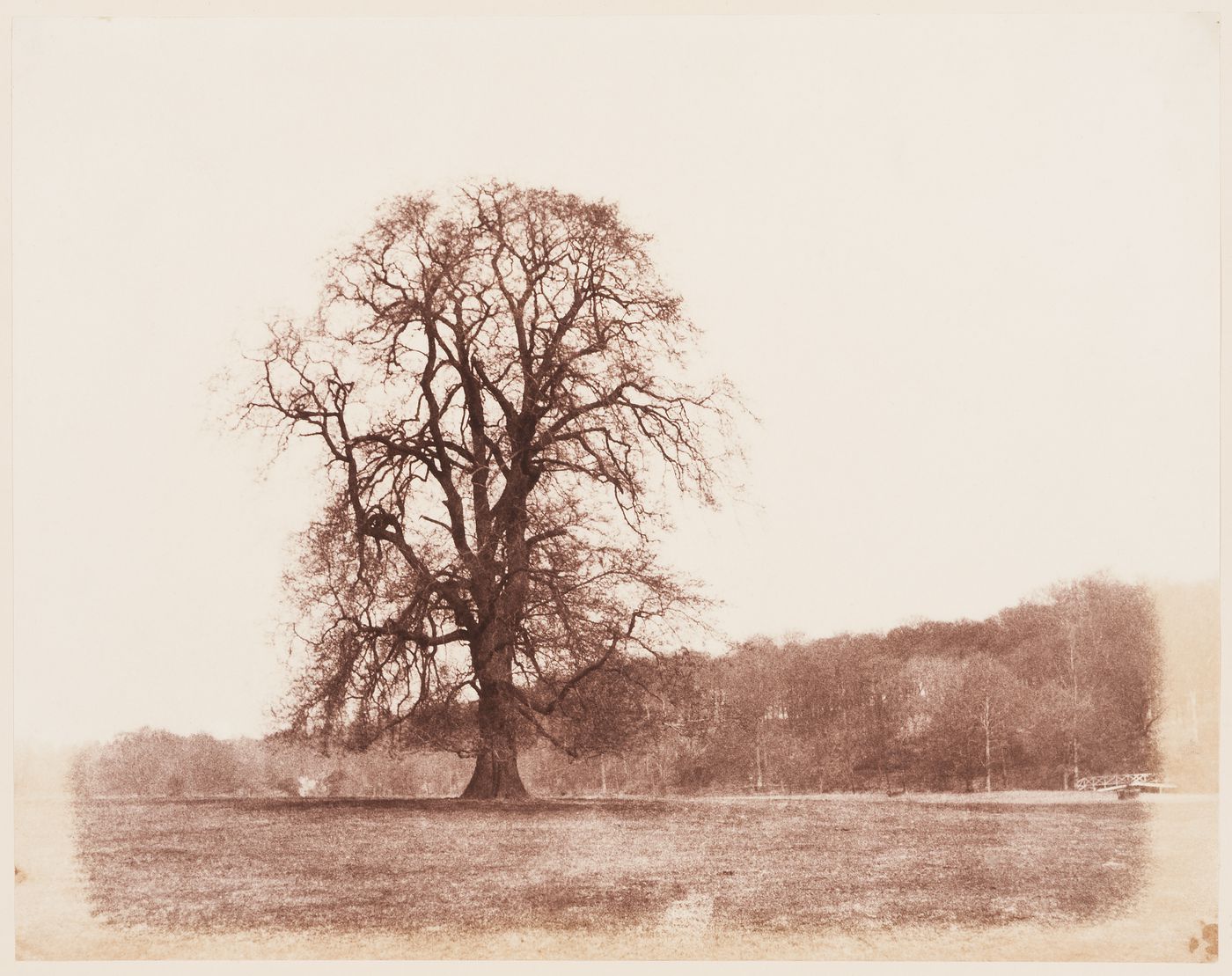 Solitary Tree in Winter