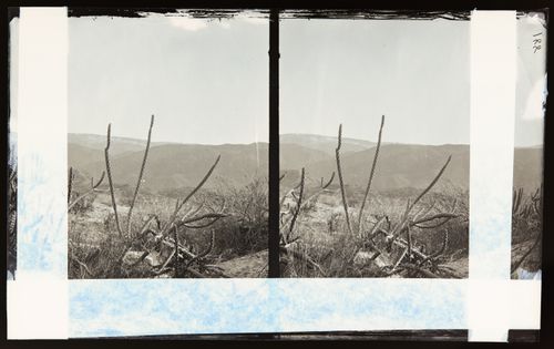 Stereograph of unidentified cactus, California, United States of America