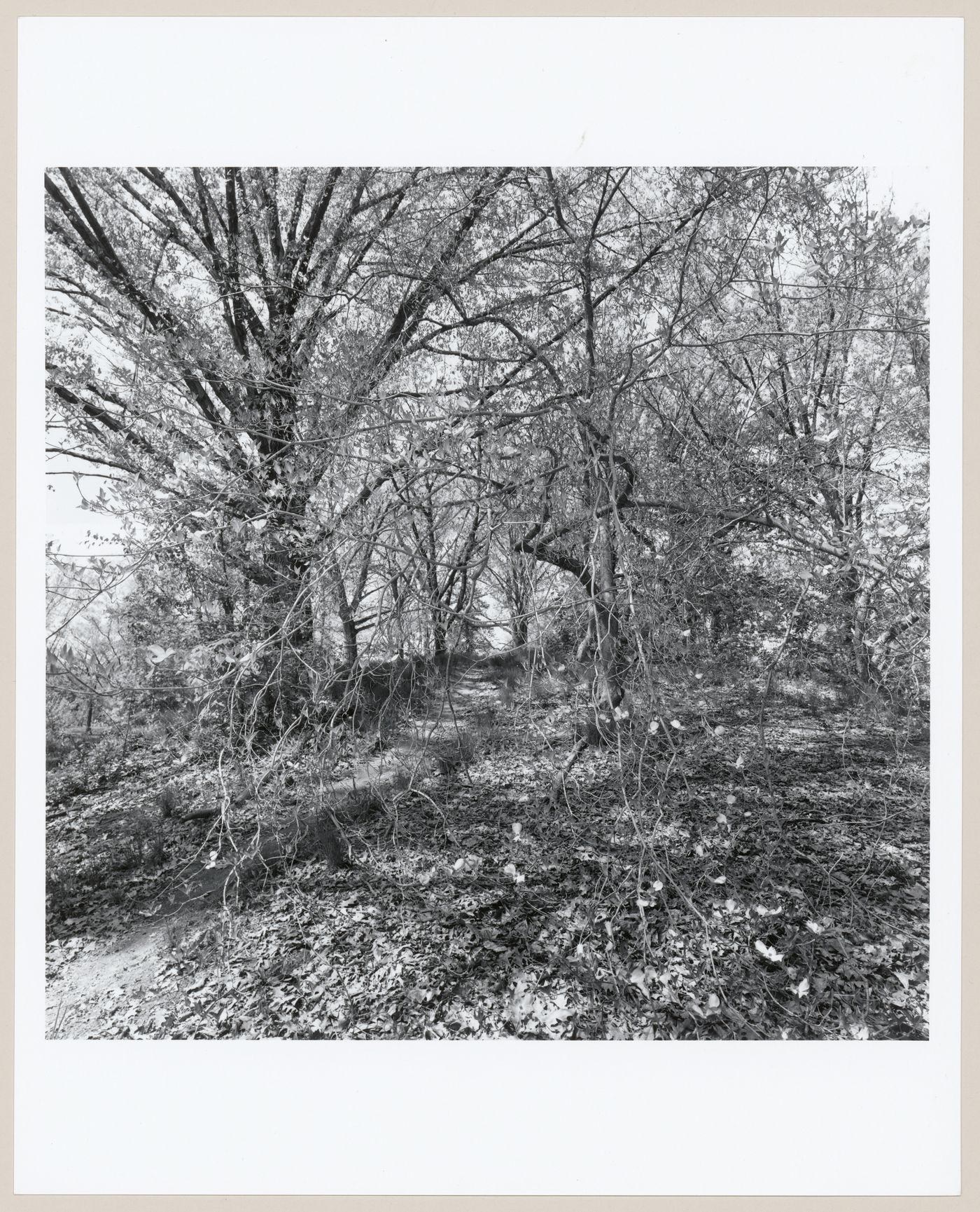 Highland Park, Rochester, New York