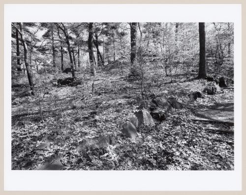 Stone stairway, the wilderness, Franklin Park, Boston, Massachusetts