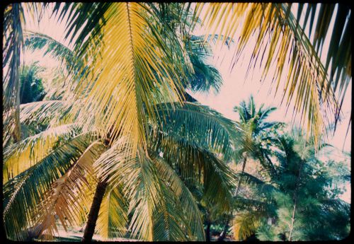 Palm trees, Jamaica