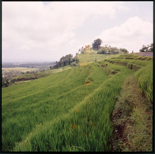 View of terraced rice field, Bali, Indonesia