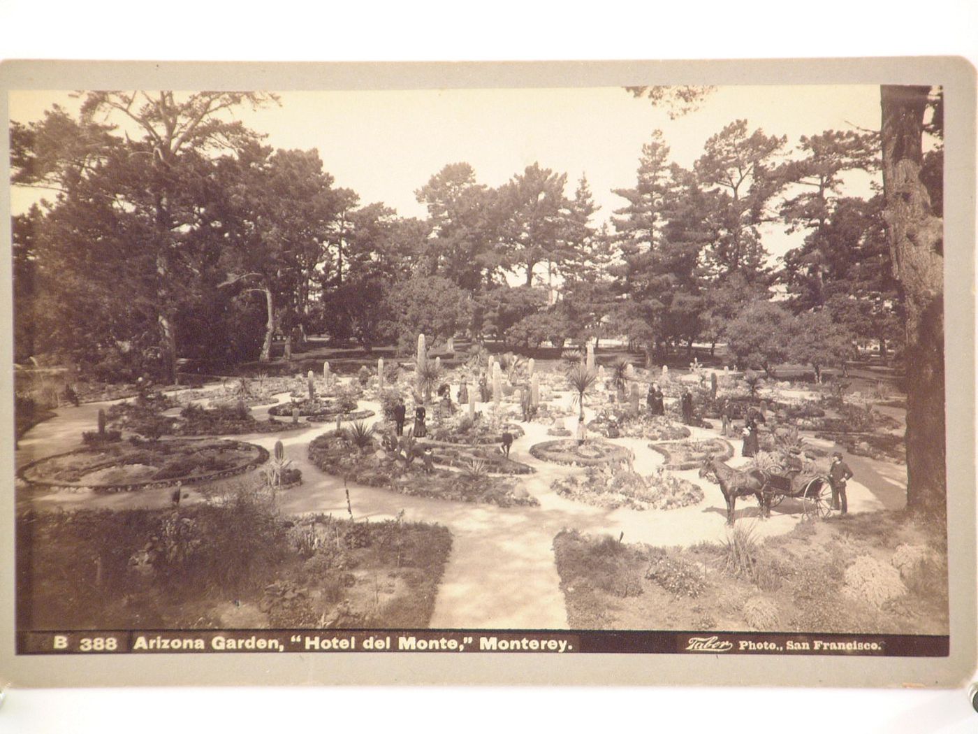 B388 Arizona Garden, " Hotel del Monte, Monterey.