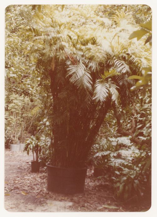 Trees (bamboo) for garden court landscape for Bank of Canada Building, Ottawa, Ontario
