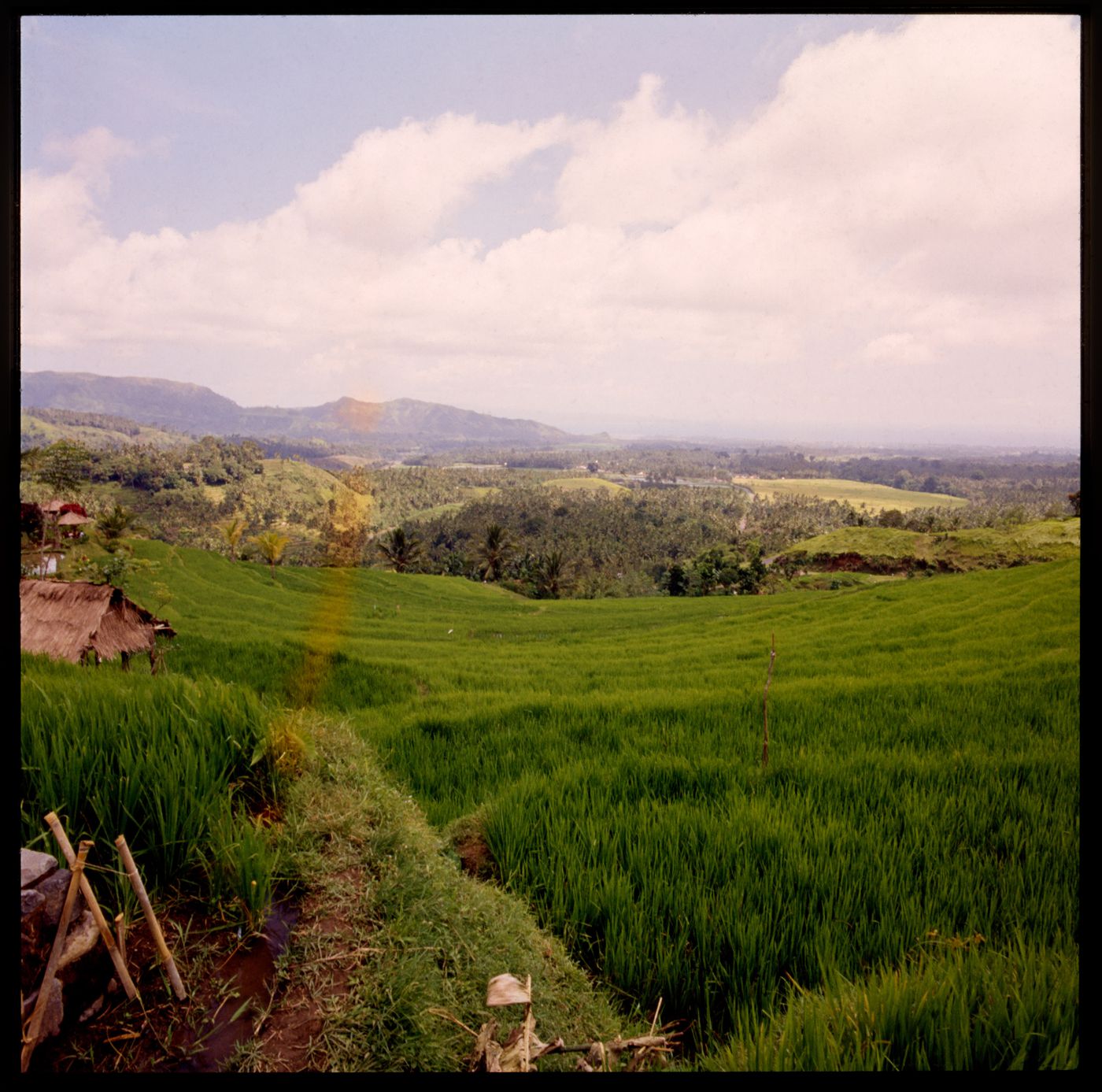 View of terraced rice field, Bali, Indonesia