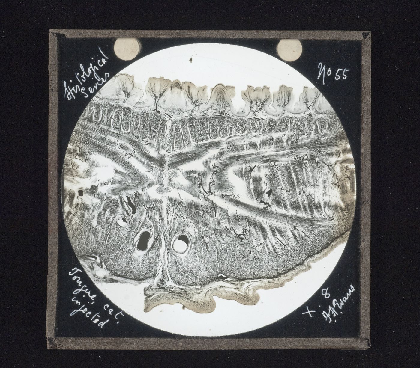Photomicrograph of tongue of cat