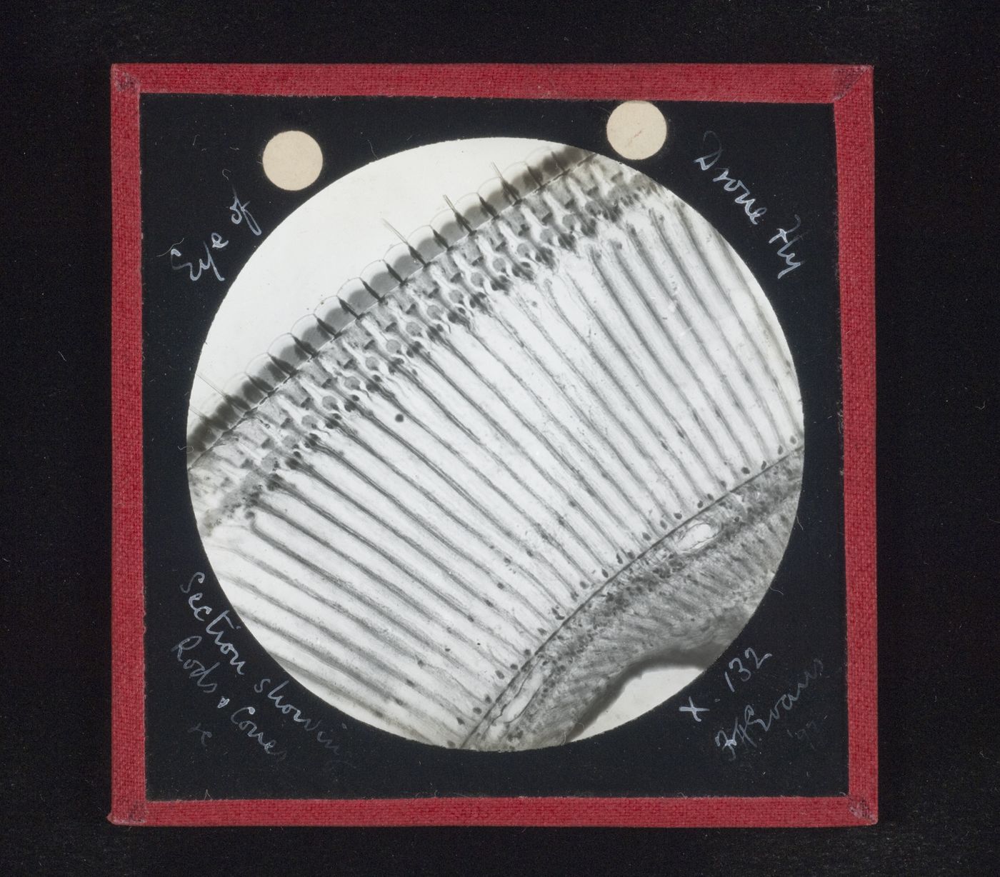 Photomicrograph of rods and cones of eye of drone fly