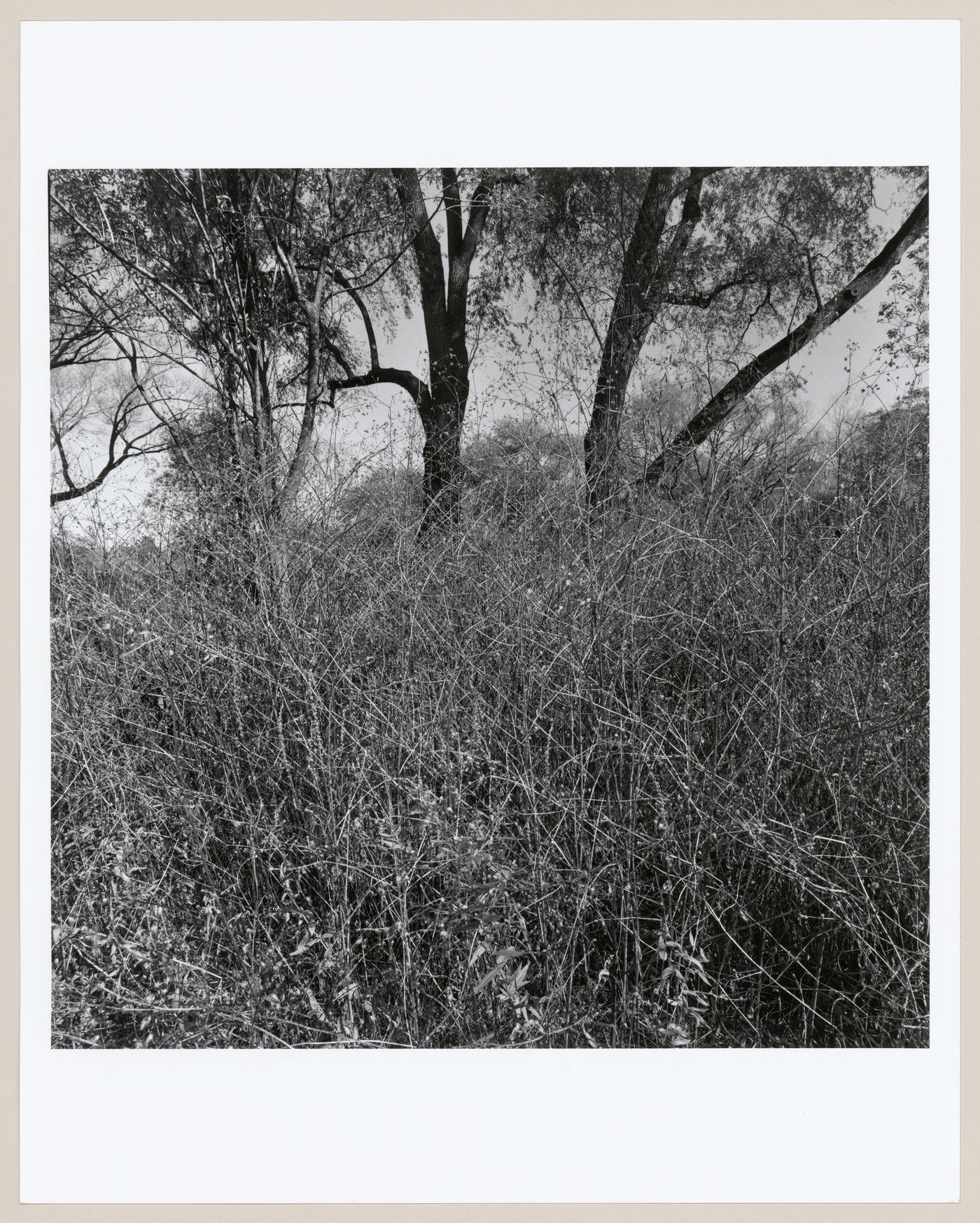 Arnold Arboretum, Boston, Massachusetts