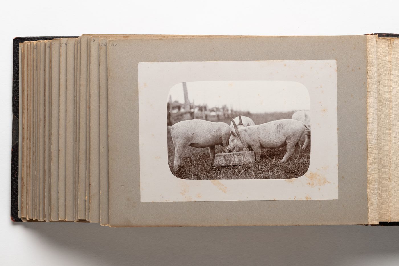 Photograph of three pigs eating from a small container in a field