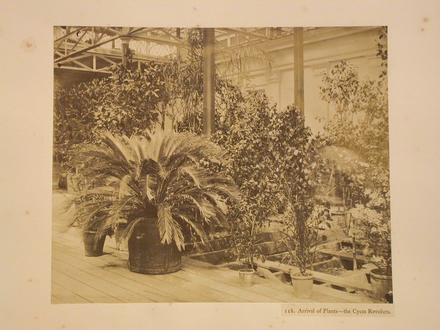 Plants, Crystal Palace, Sydenham, England