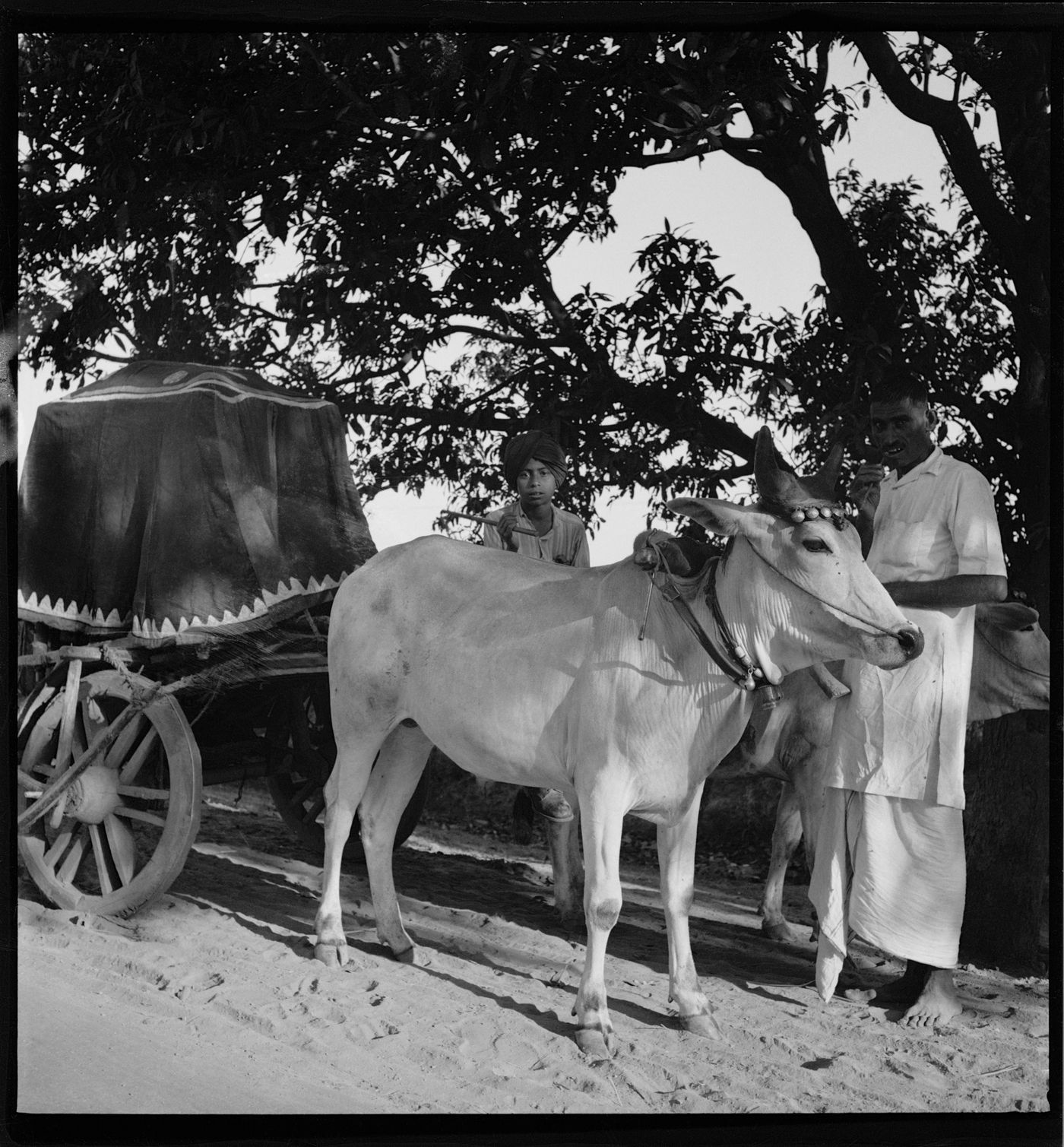 Men with cow-drawn cart in Chandigarh's area before the construction, India