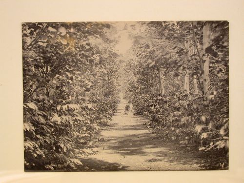View of a path through a plantation [?]
