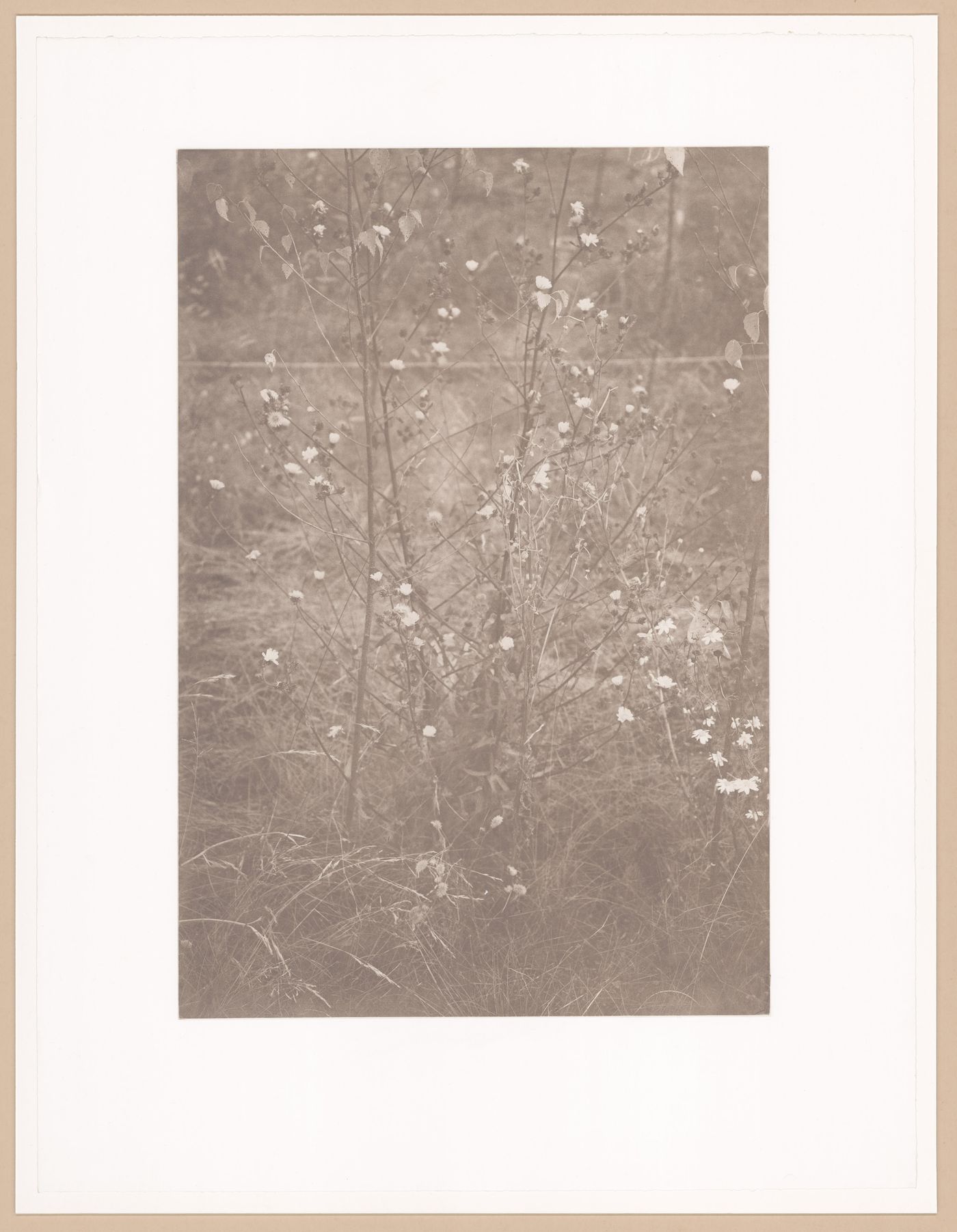 Pechblende (Volume-Cycle 2), Bitterkraut