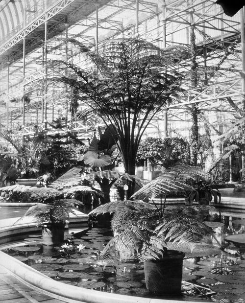 View of the tropical fountain basin, showing ferns and water lilies, Crystal Palace, London, England