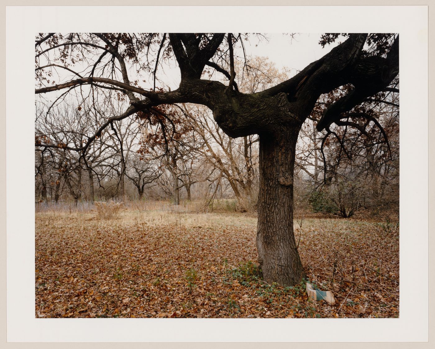 Viewing Olmsted: View of South part of island, Jackson Park, Chicago, Illinois