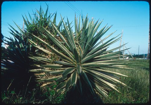 Plants, Jamaica