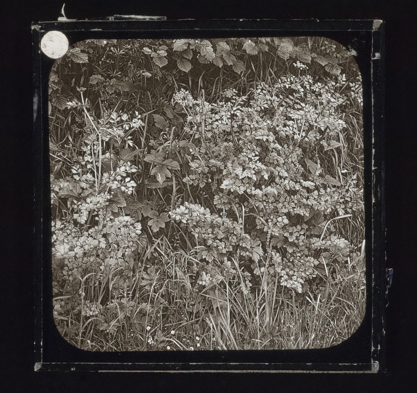 Detail view of hedge