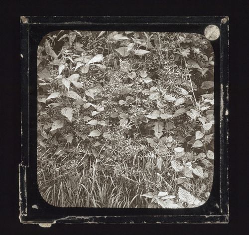 Detail view of hedge