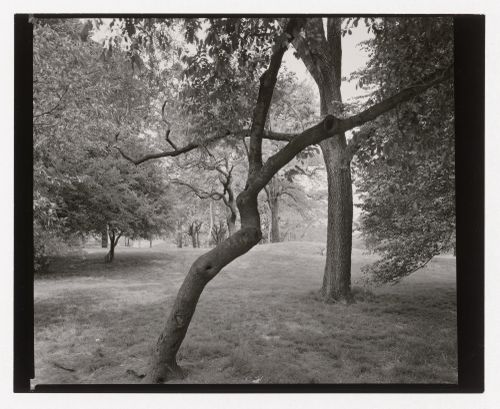 View of the East Meadow, Central Park, New York City, New York