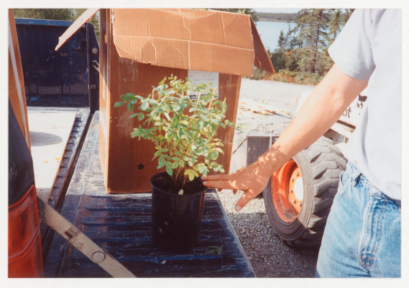 Close-up view of potted plant from landscape regeneration, Northwest Territories Legislative Assembly Building, Yellowknife, Northwest Territories