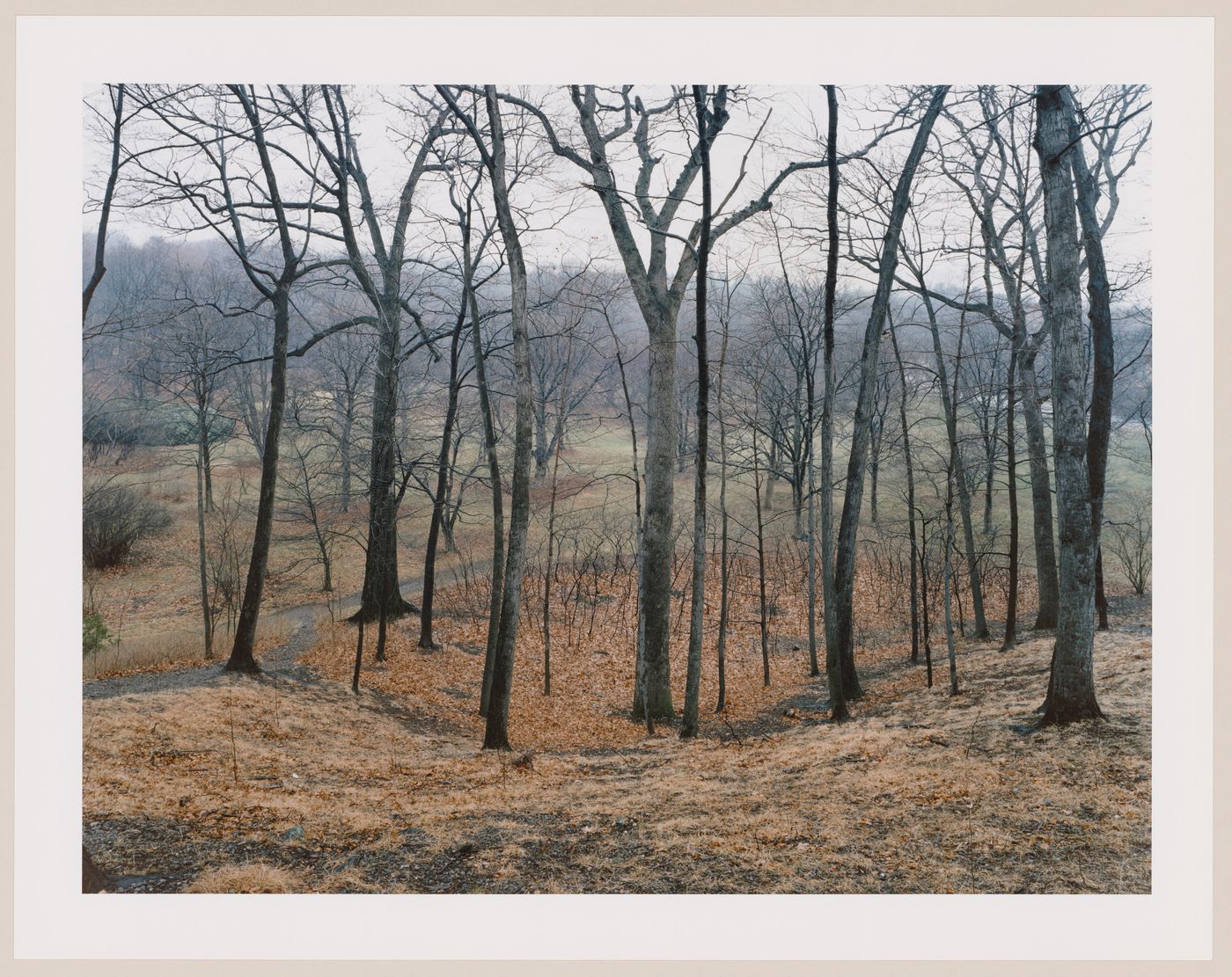 Viewing Olmsted: View of Arnold Arboretum, Boston, Massachusetts