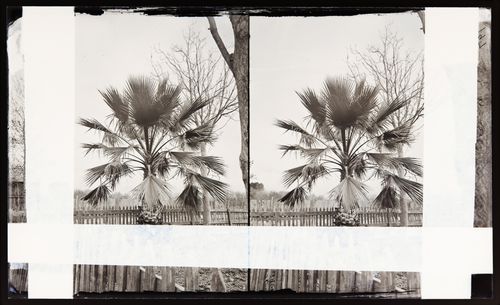 Stereograph of a fan leaf palm, California, United States of America