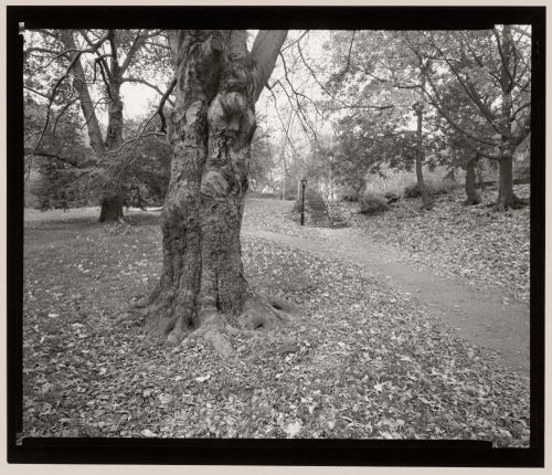 Copper Beech, south and looking south, East Meadow, Central Park, Manhattan, New York City, New York