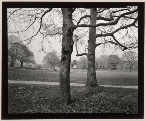 View across the Long Meadow, Prospect Park, Brooklyn, New York