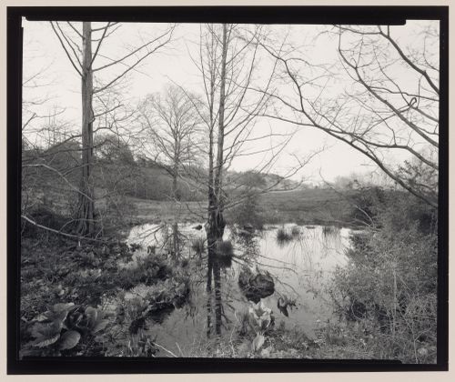 The Arnold Arboretum, Boston, Massachusetts