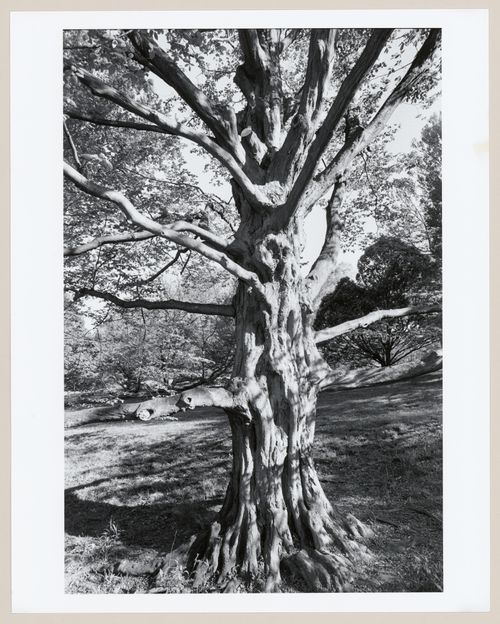 The Pond, The Arnold Arboretum, Boston, Massachusetts