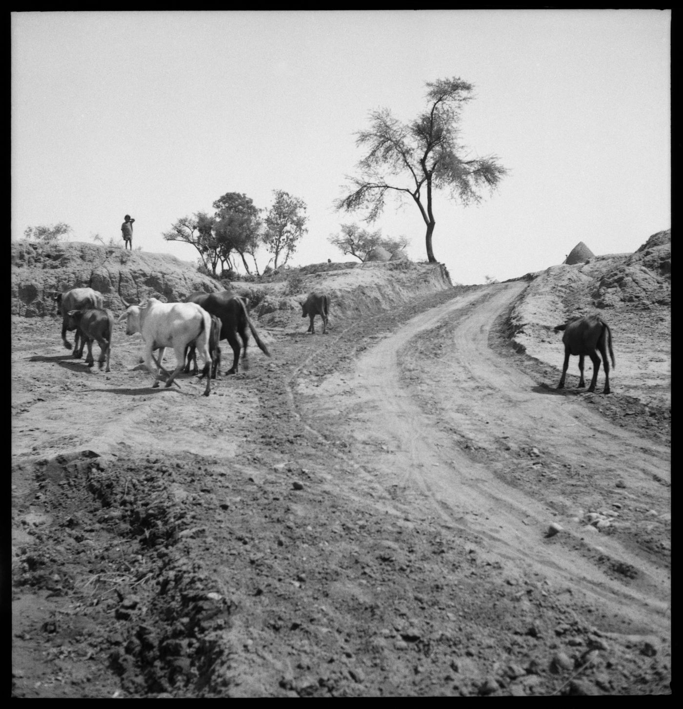 Cows along a road  in Chandigarh's area before the construction, India