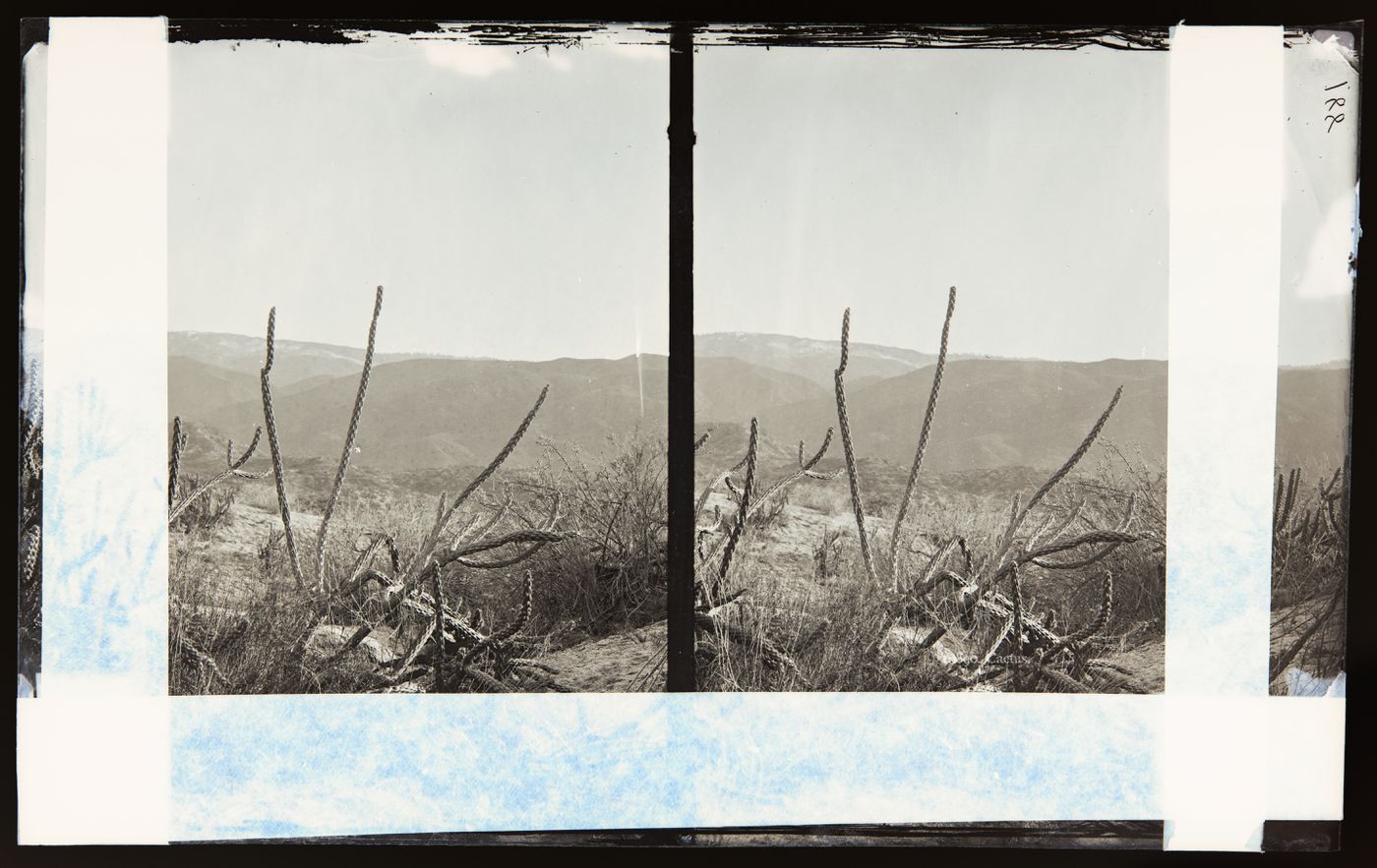 Stereograph of unidentified cactus, California, United States of America